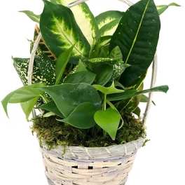 Basket of assorted green houseplants with large variegated leaves