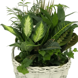 Laundry Basket B Dish Garden 