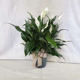 Potted peace lily plant with white blooms in a dark container tied with a burlap bow