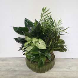 Mixed green houseplants arranged in a round green ceramic bowl