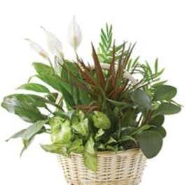 Mixed green houseplants arranged in a wicker basket