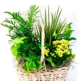Basket of green plants with small yellow flowers