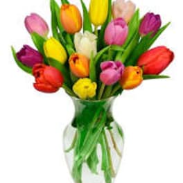Colorful tulips arranged in a clear glass vase