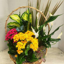 Basket arrangement with colorful flowering plants and white peace lilies