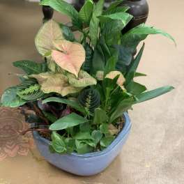 Potted mixed houseplant arrangement with pink and green foliage