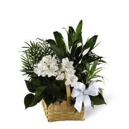 The FTD Peace & Serenity Dishgarden