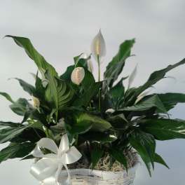 White peace lilies in a white basket with a ribbon bow