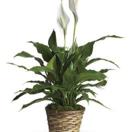 Peace Lily 