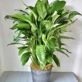 Potted green houseplant with broad glossy leaves in a metal container