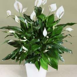 White peace lilies in a white pot