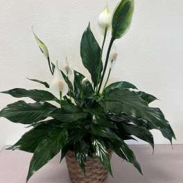White peace lilies in a woven basket planter