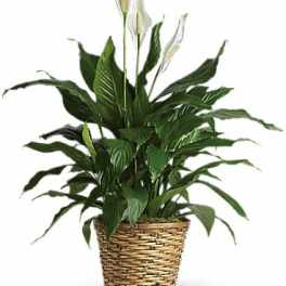 Potted peace lily plant in a woven basket