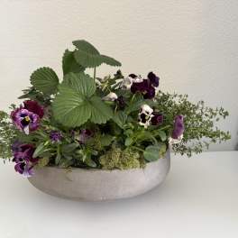 Low planter with purple pansies and green foliage in a shallow bowl