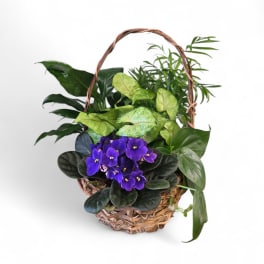 8" Blooming Dishgarden 