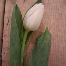 Single white tulip with long green leaves on a wooden surface