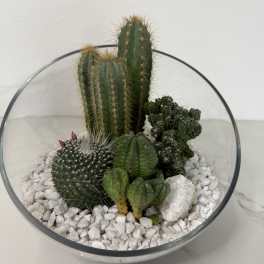 Glass bowl terrarium with several cacti and white stones