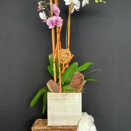 Plant and Decor