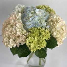 Hydrangea bouquet in a clear glass vase with blue, cream, and green blooms