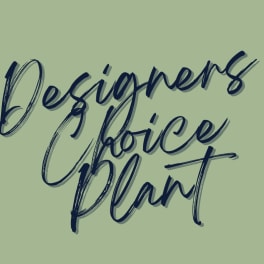 Designers Choice Plant