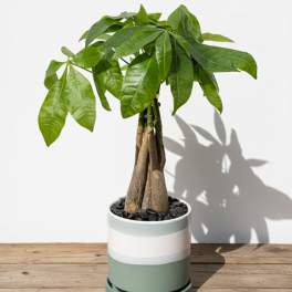 Money Tree