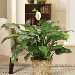 Potted peace lily in a woven basket planter