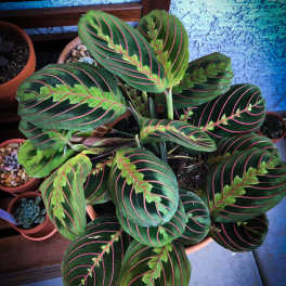 Potted prayer plant with dark green leaves and pink veins