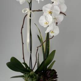 White orchids in a white pot with succulents and ribbon