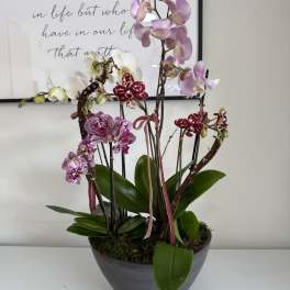 Potted orchid arrangement with pink, white, and burgundy blooms