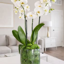 White orchid plant in a glass cylinder vase with green moss