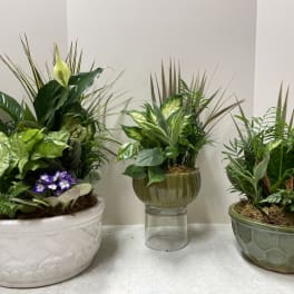 Dish Garden of Assorted Green Plants - Standard, Deluxe, Premium 