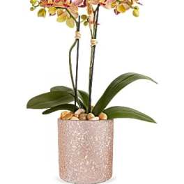 Potted orchid arrangement with pink blooms in a textured container