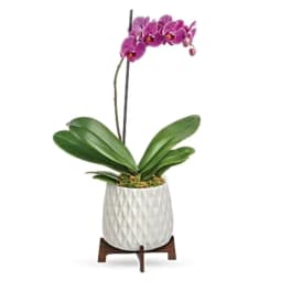 Pink orchid plant in a white textured pot on a wooden stand