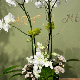 STUNNIG ORCHID PLANT