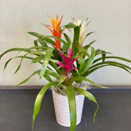 Potted bromeliad plant with pink, orange, and cream blooms