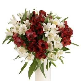 Alstroemeria 