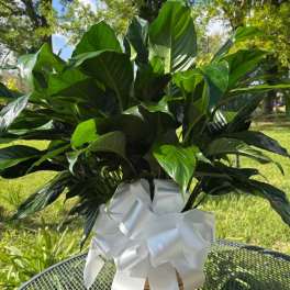 Potted green houseplant with a white ribbon bow