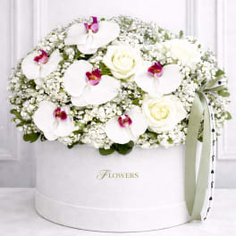 Pearl Orchid Grace