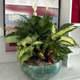 Potted green plant arrangement in a teal ceramic bowl