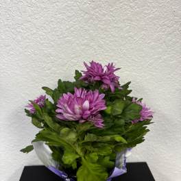 Purple chrysanthemum plant in a wrapped pot