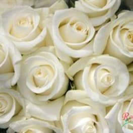 Close-up bouquet of white roses