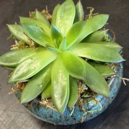 Green succulent in a blue ceramic pot