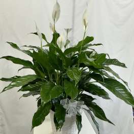 Peace Lily 8"