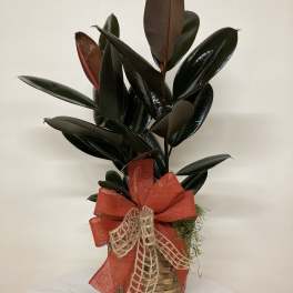 Potted rubber plant in a woven basket with a red bow