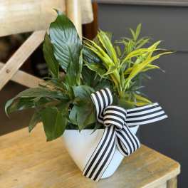 Potted green plant arrangement in a white container with a striped ribbon