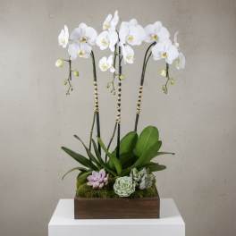 White orchid arrangement with succulents in a wooden planter