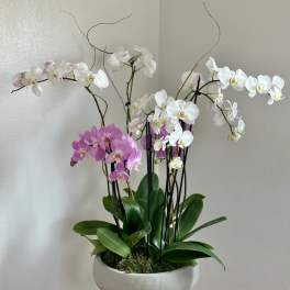 Potted orchid arrangement with white and pink blooms in a white bowl planter