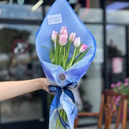 Handheld bouquet of pink and white tulips wrapped in blue paper