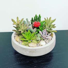 Succulent arrangement in a shallow round concrete bowl with decorative stones
