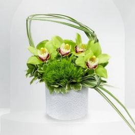 Green orchid arrangement in a white textured pot