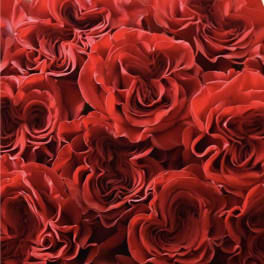 Dozen Heart Rose Bouquet